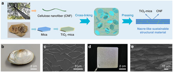 中國科學家研發仿生新材料，高性能纖維與復合材料助力塑料替代